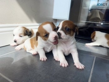 Jack Russell  puppies Available