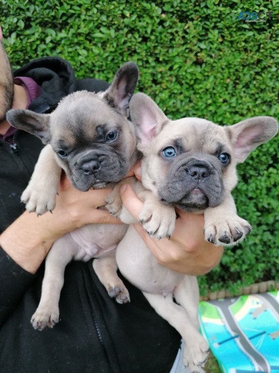 Adorable Blue French Bulldog  Puppies