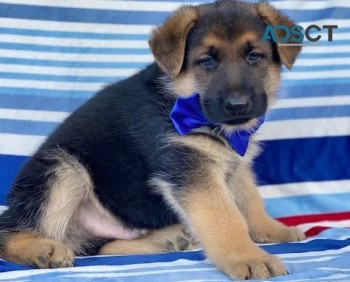 German Shepherd puppies for sale