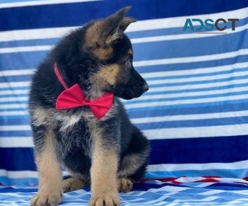 German Shepherd puppies for sale