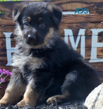 German Shepherd puppies for sale