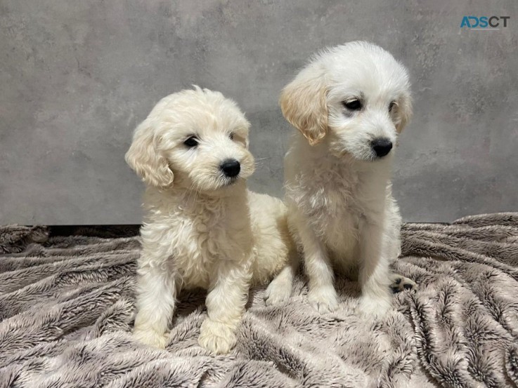 AKC Registered labradoodle pups