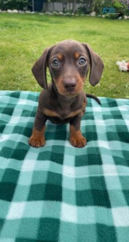 super Cute Daschund Puppies for sale