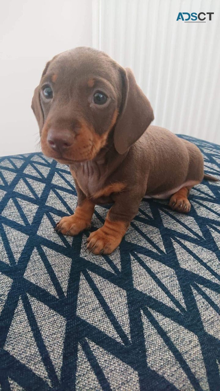 super Cute Daschund Puppies for sale