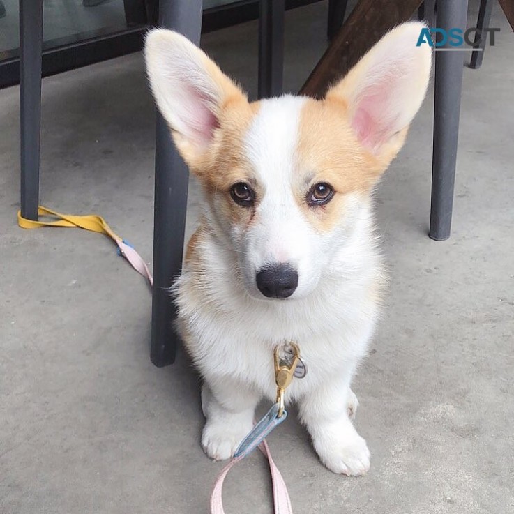 Sweet Pembroke Welsh Corgi 