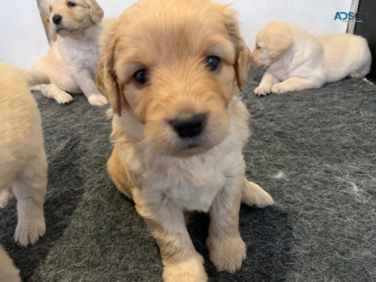 Two Labradoodle Puppies For Re-homing