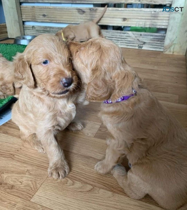  Two Labradoodle Puppies For Re-homing