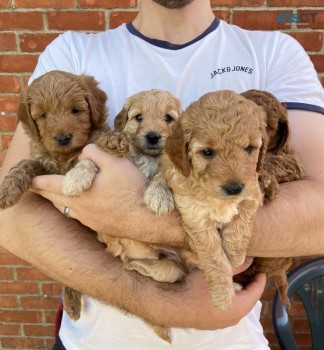 Goldendoodle puppies  for Sale