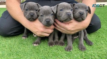 Staffordshire Bull Terrier Cross