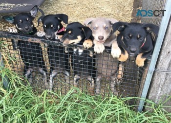 Purebred Australian Kelpie Puppies