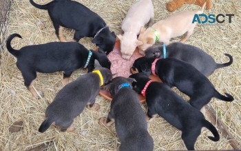 Kelpie Pups - Make Excellent Working Dog