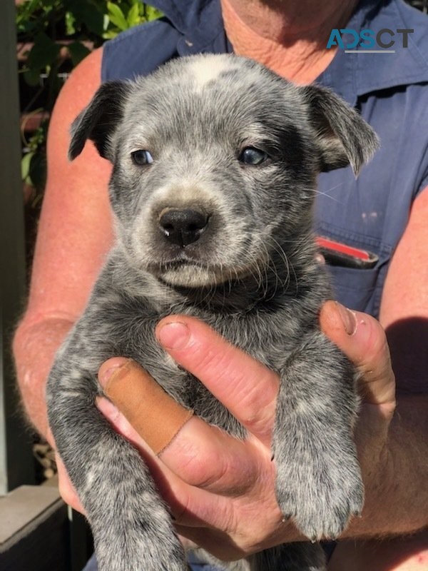 Blue Heeler Puppies for sale 