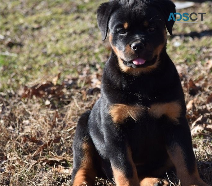 Rottweiler puppies for sale