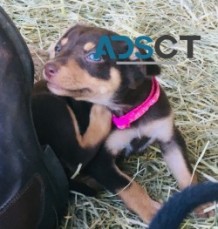  Australian Kelpie Puppies