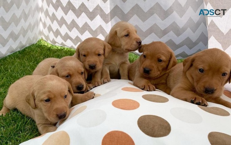 Home Trained Labrador Retriever Puppies