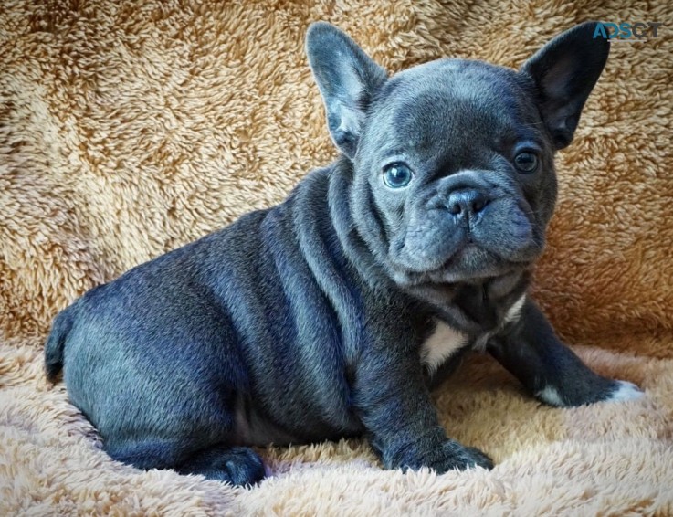 French Bulldog Puppies 