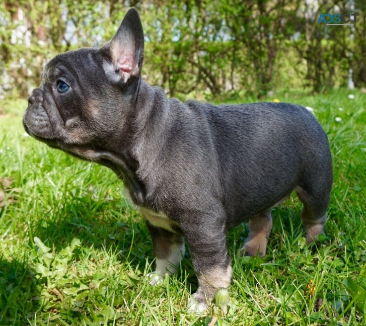 French Bulldog Puppies 