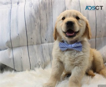 Golden Retriever puppies for sale