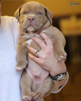 Smart Pitbull terrier for sale 