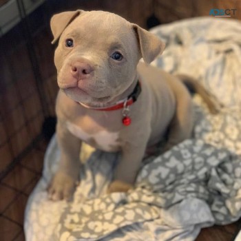 Smart Pitbull terrier for sale 