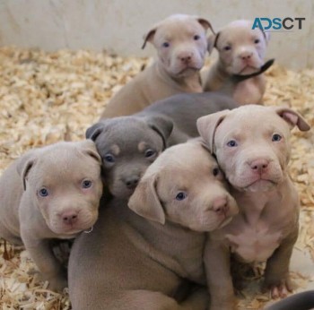 Smart Pitbull terrier for sale 