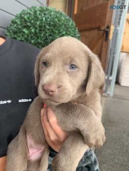 Home Trained Labrador Retriever Puppies