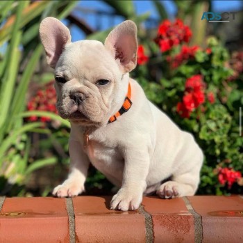 French bulldog