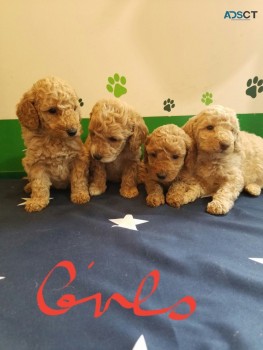 12 week old Labradoodle  puppies for sal