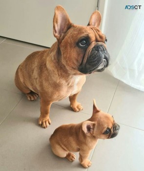 French bulldog