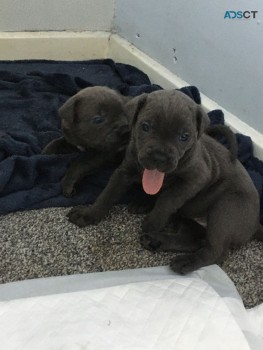 Cane Corso puppies for sale 