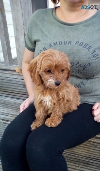   Cavapoo puppies for sale 