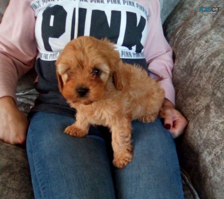   Cavapoo puppies for sale 