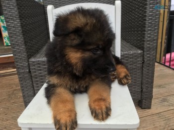 Sweet German Shepherd   Puppies