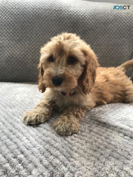  Well Trained Cavapoo  Puppies