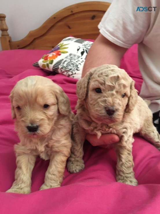   Cavapoo puppies for sale 