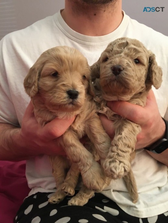   Cavapoo puppies for sale 