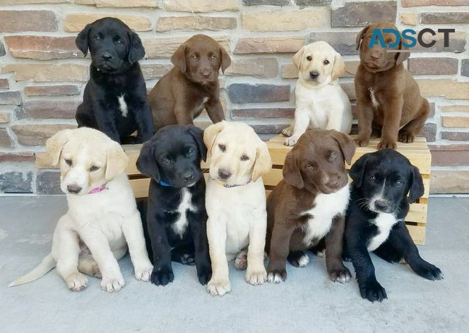 Labrador Retriever puppies