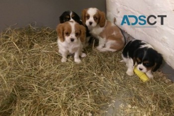 Cavalier King Charles Spaniel puppies