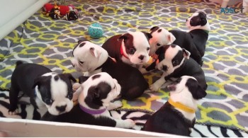 Boston Terrier puppies