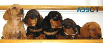 Dachshund puppies