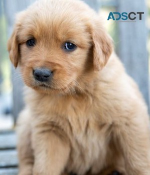 Golden Retriever puppies for sale