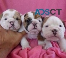 English bulldog puppies