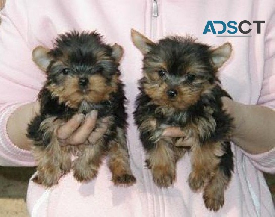 Yorkshire Terrier puppies