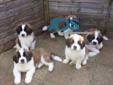 Saint Bernard puppies