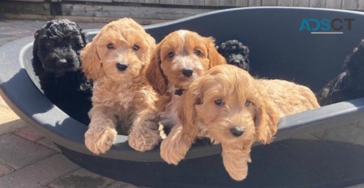 Cockapoo Puppies Available