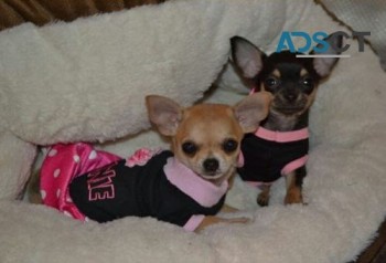 Chihuahua puppies