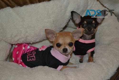 Chihuahua puppies