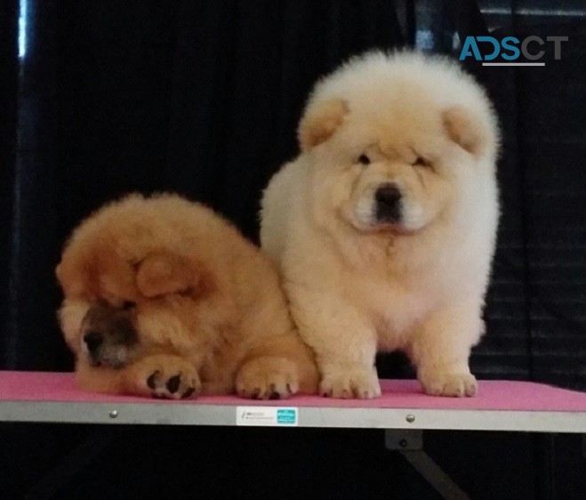 Chow Chow puppies