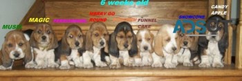 Basset Hound puppies 