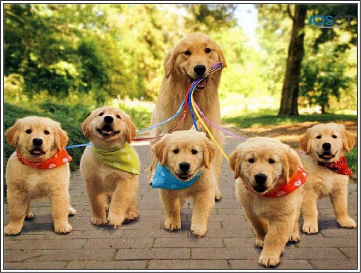 Golden Retriever puppies